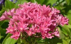 Princess Diana Hydrangea - 3 Gallon Pot -Garden Wisp Sales Store hydrangea macrophylla princess diana 5