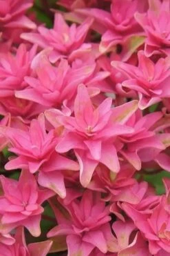 Princess Diana Hydrangea - 3 Gallon Pot -Garden Wisp Sales Store hydrangea macrophylla princess diana 6