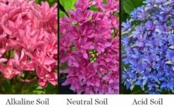 Princess Diana Hydrangea - 3 Gallon Pot -Garden Wisp Sales Store hydrangea macrophylla princess diana 8