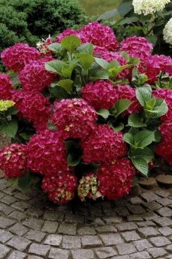 Red Sensation Hydrangea - 3 Gallon Pot -Garden Wisp Sales Store hydrangea macrophylla red sensation 2