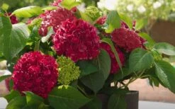 Red Sensation Hydrangea - 3 Gallon Pot -Garden Wisp Sales Store hydrangea macrophylla red sensation 6