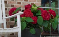 Red Sensation Hydrangea - 3 Gallon Pot -Garden Wisp Sales Store hydrangea macrophylla red sensation 7