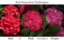 Red Sensation Hydrangea - 3 Gallon Pot -Garden Wisp Sales Store hydrangea macrophylla red sensation 8