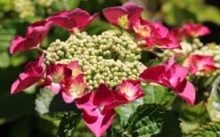 Teller Red Hydrangea - 1 Gallon Pot -Garden Wisp Sales Store hydrangea macrophylla teller red 3