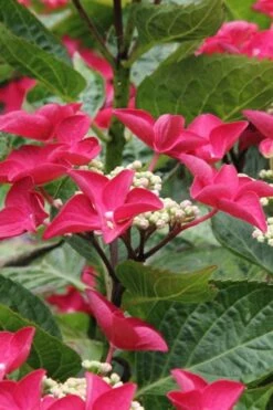 Teller Red Hydrangea - 1 Gallon Pot -Garden Wisp Sales Store hydrangea macrophylla teller red 4