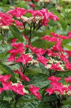 Teller Red Hydrangea - 1 Gallon Pot