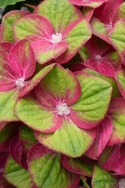 Tilt-A-Swirl Hydrangea - 3 Gallon Pot -Garden Wisp Sales Store hydrangea macrophylla tilt a swirl 4