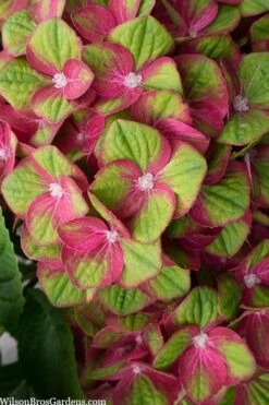 Tilt-A-Swirl Hydrangea - 3 Gallon Pot -Garden Wisp Sales Store hydrangea macrophylla tilt a swirl 5