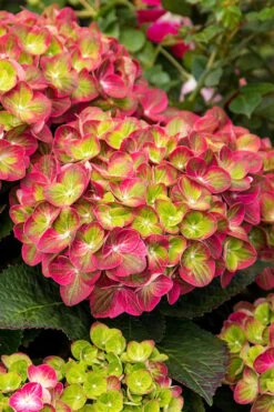 Tilt-A-Swirl Hydrangea - 3 Gallon Pot -Garden Wisp Sales Store hydrangea macrophylla tilt a swirl 7