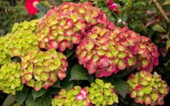 Tilt-A-Swirl Hydrangea - 3 Gallon Pot - SALE -Garden Wisp Sales Store hydrangea macrophylla tilt a swirl 8 1
