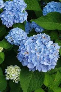 Mini Penny Hydrangea - 1 Gallon Pot -Garden Wisp Sales Store hydrangea mini penny 500x750202 1