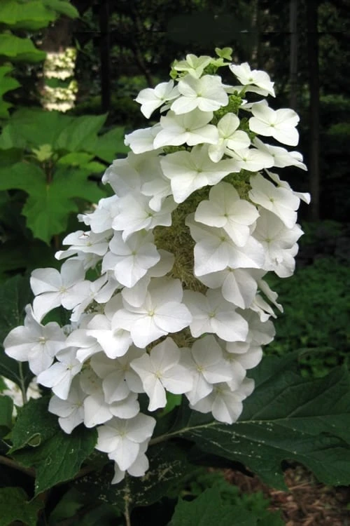 Oakleaf Hydrangea - 3 Gallon Pot 1 Oakleaf Hydrangea - 3 Gallon Pot
