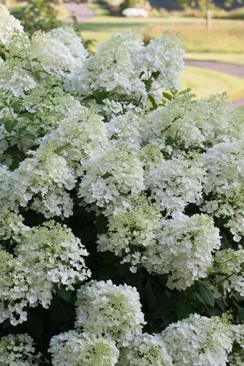 Bobo Hydrangea - 3 Gallon Pot 5 Bobo Hydrangea - 3 Gallon Pot - Image 5