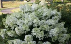 Bobo Hydrangea - 3 Gallon Pot 11 Bobo Hydrangea - 3 Gallon Pot -Garden Wisp Sales Store hydrangea paniculata bobo 4