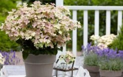 Early Evolution Hydrangea - 1 Gallon Pot -Garden Wisp Sales Store hydrangea paniculata early evolution 2