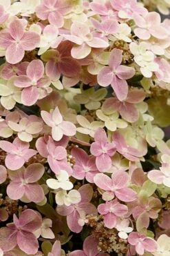Early Evolution Hydrangea - 1 Gallon Pot -Garden Wisp Sales Store hydrangea paniculata early evolution 3