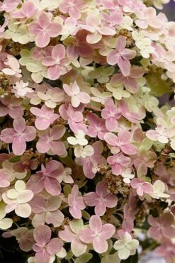 Early Evolution Hydrangea - 1 Gallon Pot -Garden Wisp Sales Store hydrangea paniculata early evolution 4