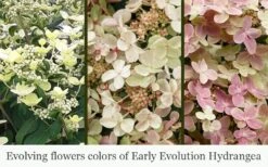 Early Evolution Hydrangea - 1 Gallon Pot -Garden Wisp Sales Store hydrangea paniculata early evolution 5