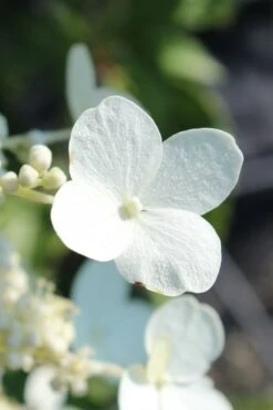 Kyushu Hydrangea - 3 Gallon Pot -Garden Wisp Sales Store hydrangea paniculata kyushu 23