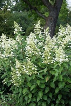 Kyushu Hydrangea - 3 Gallon Pot -Garden Wisp Sales Store hydrangea paniculata kyushu 5