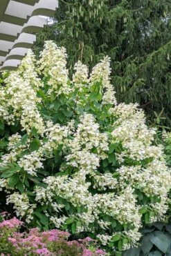 Kyushu Hydrangea - 3 Gallon Pot -Garden Wisp Sales Store hydrangea paniculata kyushu 7