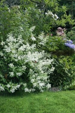 Kyushu Hydrangea - 3 Gallon Pot -Garden Wisp Sales Store hydrangea paniculata kyushu 9
