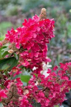 Flare Hydrangea - 3 Gallon Pot 15 Flare Hydrangea - 3 Gallon Pot -Garden Wisp Sales Store hydrangea paniculata lava lamp flare 15 1