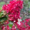 Flare Hydrangea - 3 Gallon Pot