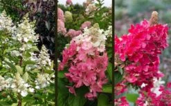 Flare Hydrangea - 3 Gallon Pot 12 Flare Hydrangea - 3 Gallon Pot -Garden Wisp Sales Store hydrangea paniculata lava lamp flare 16