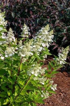 Flare Hydrangea - 3 Gallon Pot 13 Flare Hydrangea - 3 Gallon Pot -Garden Wisp Sales Store hydrangea paniculata lava lamp flare 17