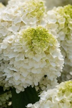 Little Hottie Hydrangea - 2.5 Gallon Pot -Garden Wisp Sales Store hydrangea paniculata little hottie 1