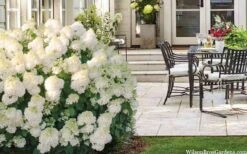 Little Hottie Hydrangea - 3 Gallon Pot -Garden Wisp Sales Store hydrangea paniculata little hottie 5 1