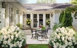 Little Hottie Hydrangea - 3 Gallon Pot -Garden Wisp Sales Store hydrangea paniculata little hottie 7 1