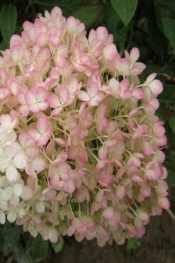 Little Hottie Hydrangea - 3 Gallon Pot -Garden Wisp Sales Store hydrangea paniculata little hottie 9 1