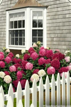 Little Lime Punch Hydrangea - 3 Gallon Pot -Garden Wisp Sales Store hydrangea paniculata little lime punch 2