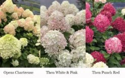 Little Lime Punch Hydrangea - 3 Gallon Pot -Garden Wisp Sales Store hydrangea paniculata little lime punch 3