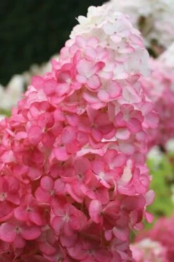Vanilla Strawberry Hydrangea - 3 Gallon Pot -Garden Wisp Sales Store hydrangea paniculata vanilla strawberry 20