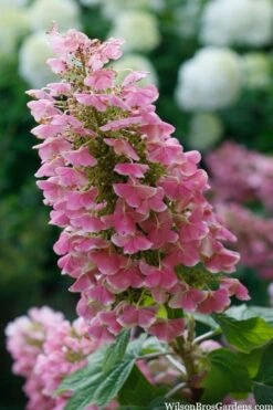 Gatsby Pink Oakleaf Hydrangea - 3 Gallon Pot 8 Gatsby Pink Oakleaf Hydrangea - 3 Gallon Pot -Garden Wisp Sales Store hydrangea quercifolia gatsby pink 7