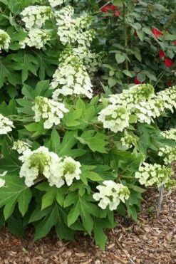 Pee Wee Dwarf Oakleaf Hydrangea - 3 Gallon Pot -Garden Wisp Sales Store hydrangea quercifolia pee wee oakleaf 1