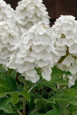 Queen Of Hearts Oakleaf Hydrangea - 3 Gallon Pot -Garden Wisp Sales Store hydrangea quercifolia queen of hearts 3