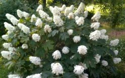 Queen Of Hearts Oakleaf Hydrangea - 3 Gallon Pot -Garden Wisp Sales Store hydrangea quercifolia queen of hearts 4
