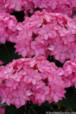 Let's Dance 'Can Do' Hydrangea - 3 Gallon Pot 15 Let's Dance 'Can Do' Hydrangea - 3 Gallon Pot -Garden Wisp Sales Store hydrangea serrata lets dance can do 2