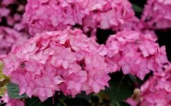 Let's Dance 'Can Do' Hydrangea - 3 Gallon Pot 13 Let's Dance 'Can Do' Hydrangea - 3 Gallon Pot -Garden Wisp Sales Store hydrangea serrata lets dance can do 3
