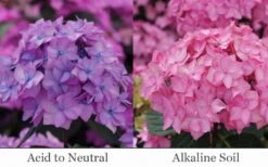 Let's Dance 'Can Do' Hydrangea - 2 Gallon Pot -Garden Wisp Sales Store hydrangea serrata lets dance can do 6 1