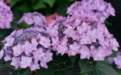 Let's Dance 'Can Do' Hydrangea - 3 Gallon Pot 14 Let's Dance 'Can Do' Hydrangea - 3 Gallon Pot -Garden Wisp Sales Store hydrangea serrata lets dance can do 7