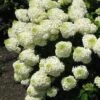 Silver Dollar Hydrangea - 1 Gallon Pot