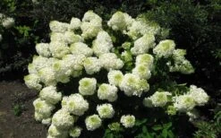 Silver Dollar Hydrangea - 3 Gallon Pot 9 Silver Dollar Hydrangea - 3 Gallon Pot -Garden Wisp Sales Store hydrangea silver dollar 2