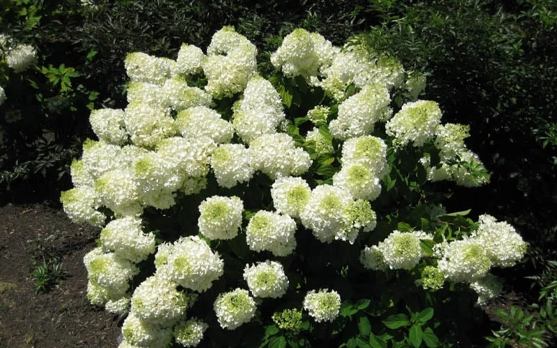 Silver Dollar Hydrangea - 3 Gallon Pot 5 Silver Dollar Hydrangea - 3 Gallon Pot - Image 5