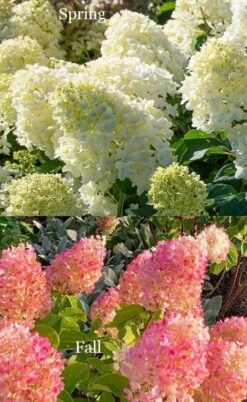Silver Dollar Hydrangea - 1 Gallon Pot -Garden Wisp Sales Store hydrangea silver dollar 4 1