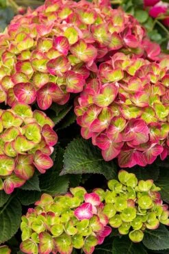 Tilt-A-Swirl Hydrangea - 3 Gallon Pot - SALE -Garden Wisp Sales Store hydrangea tilt a whirl 500x750 2